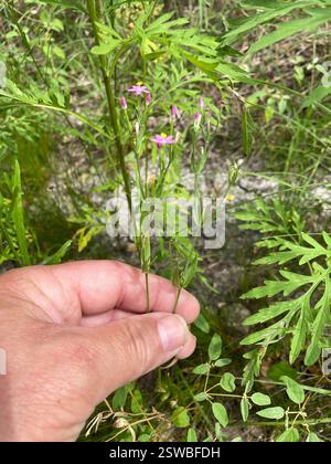 Slender Centaury (Centaurium tenuiflorum), Plantae, Temple, TX, USA Stockfoto