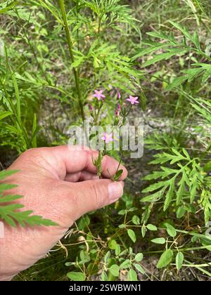 Slender Centaury (Centaurium tenuiflorum), Plantae, Temple, TX, USA Stockfoto