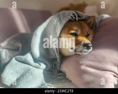 Nachdenklicher Shiba Inu mit einem traurigen Ausdruck, Kopf unter einer Decke. Die Stimmung ist nachdenklich und besinnlich. Hochwertige Nahaufnahmen. Kopierbereich verfügbar. Stockfoto