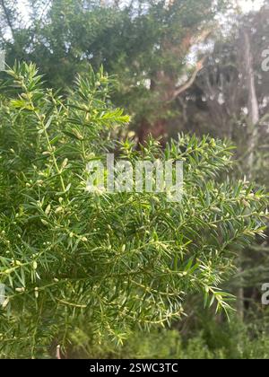 Breitblättrige stachelmoses (Acacia verticillata ruscifolia), Plantae, Wilsons Promontory National Park, Wilsons Promontory, VIC, AU Stockfoto