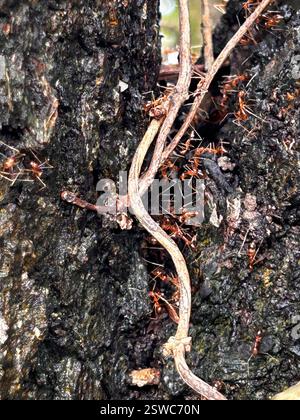 Yellow Crazy Ant (Anoplolepis gracilipes), Insecta, Tsing Yi, Tsing Yi, New Territories, HK, Rote Ameisen schwärmen einen Baum Stockfoto
