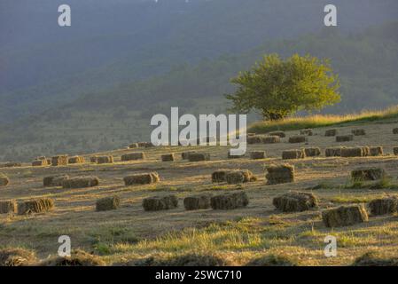Heuballen stehen auf einem sonnendurchfluteten Feld. Ein einsamer Baum steht hoch vor der Kulisse sanfter Hügel Stockfoto