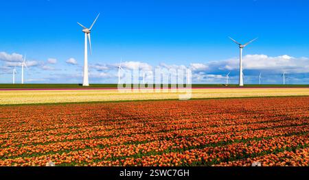 Ein pulsierendes Tulpenfeld, das sich im Wind bewegt, mit majestätischen Windturbinen im Hintergrund an einem sonnigen Frühlingstag Stockfoto