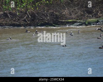 Brauner Pelikan (Pelecanus occidentalis), Aves, Panama Stockfoto