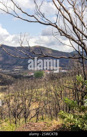 Dorf Kirki Evros Griechenland erholt sich nach einem massiven Waldbrand, Wald- und Bergrestaurierung, Umweltkatastrophe, Berg Parnitha, Rodopi, Evia, Stockfoto
