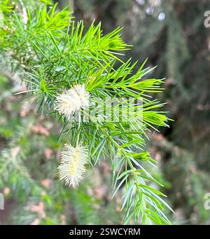 Stachelige moses (Acacia verticillata), Plantae, Pebble Beach, CA, USA, Anbau in Monterey Kiefer/Mischwald. Stachelige Moses (Acacia verticillata) alias Star Acacia. Eingeführter/naturalisierter immergrüner Baum oder Sträucher aus der Familie der Leguminosen (Fabaceae), der in gestörten Böden weniger als 5 m hoch wird. Sie hat 1-2 cm lange, lineare, nadelförmige Blätter mit rückenartigen Blattspitzen. Blumen sind winzig, viele, blassgelb auf kurzen zylindrischen Stacheln. Die Samenkoten sind schmal, 2 bis 9 cm lang und hängend. Blütezeit: Februar-April. Jepson eFlora https://ucjeps.berkeley.edu/eflora/eflora display.php? Stockfoto