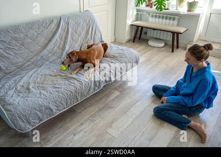 Die Frau lacht auf dem Boden und spielt den Hund auf der Couch zu Hause beim Tennisball. Tierspiel, Bonding Stockfoto