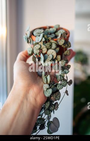 Person, die eine Kletternkeropegia Woodii-Zimmerpflanze mit herzförmigen Blättern in Tontopf-Nahaufnahme hält Stockfoto