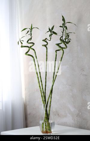 Wunderschöne grüne Bambusstämme in Vase auf dem Tisch drinnen Stockfoto