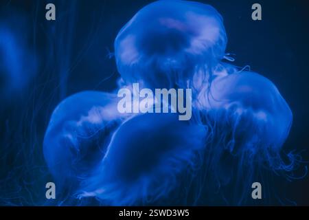 Eine Qualle, die blau in dunklem Wasser leuchtet, Kopierraum Stockfoto