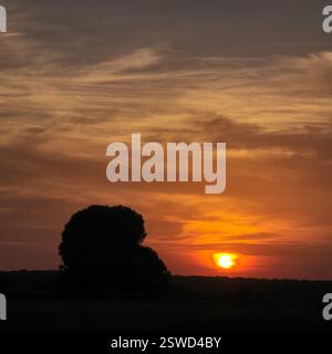 Ein atemberaubender Sonnenuntergang wirft leuchtende Farben über einem Baum in einer ruhigen Landschaft Stockfoto