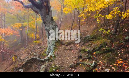 Herbstwald bedeckt mit goldenen trockenen Blättern in dichtem Morgennebel Stockfoto