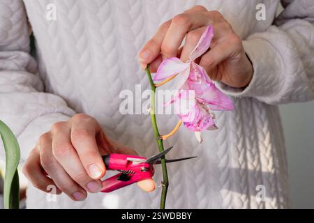 Zerschneiden beschädigter Orchideenblüten mit einer Schere. Heimgärtnerei, Orchideenzucht. Trocknen Sie die tiefviolette Blüte. Insekten, Schädlinge in Innenräumen Stockfoto