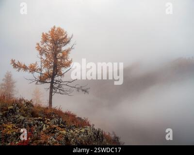 Diagonaler steiniger Steilhang und Wald in dichtem Nebel. Steinhügel mit Lärchen am Morgen in dicken niedrigen Wolken. Mountainsi Stockfoto