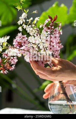 Frauenhände berühren den Strauß blühender Aprikosenäste in Glas. Japanische Kirschblüten aus Sakura Stockfoto