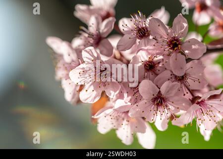 Ast einer blühenden Aprikose mit rosa Blütenverschlüssen. Japanische Kirschblüten aus Sakura. Frühling Stockfoto