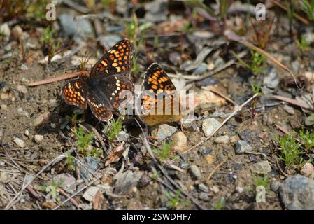 Hoffmann's Checkerspot (Chlosyne hoffmanni), Insecta, gesetzloses Kaninchen mtn, Schmetterling oben links kein Unterflügelbild Elevation 1380 M @steveansell Stockfoto
