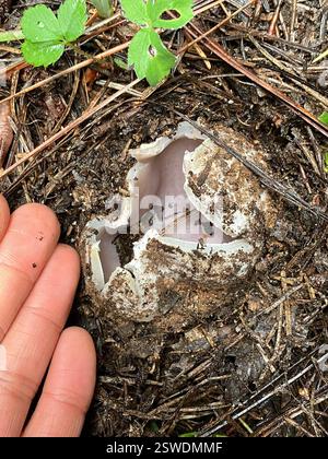 Rosa Krone (Sarcosphaera coronaria), Fungi, Siskiyou County, CA, USA Stockfoto