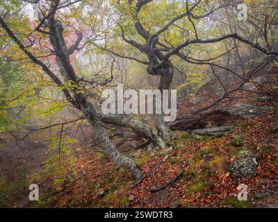 Schöner Herbstwald in dichtem Morgennebel. Stockfoto