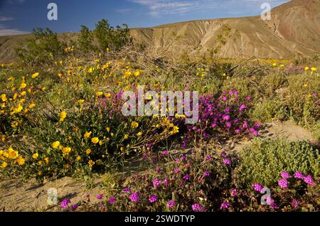 Anza-Borrego State Park, Borrego Springs, CA, Goldenes Yarow, violette Sandverbene bedecken den Boden in Superblüte Stockfoto