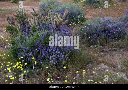 Anza-Borrego State Park, Borrego Springs, CA, Indigo Blue Bush, Yellow Gänseblümchen, weiße Gänseblümchen, Mason Valley Cholla Pflanzen im Besucherzentrum Garten Stockfoto