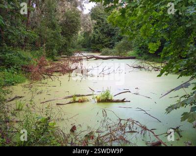 Geheimnisvoller Wald mit Sumpf. Landschaft von dunklem Wald mit sumpfigem See. Blick mit toten Bäumen im Wasser Stockfoto