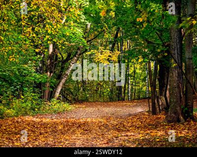 Die Straße im Herbstwald ist mit Ahornblättern bedeckt. Stockfoto