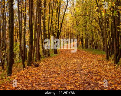 Die Straße im sonnigen Herbstwald ist mit Ahornblättern bedeckt. Stockfoto