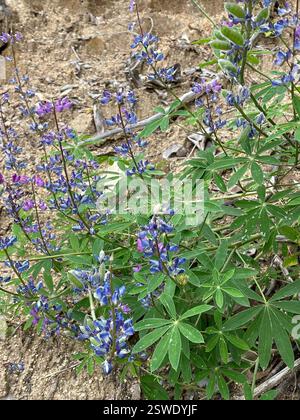 Breitblatt-Lupine (Lupinus latifolius), Plantae, Carmel, CA, USA, Lupine wächst auf einer erodierenden Klippe neben der Feuerstraße, in einem halbschattigen Madrone Mischwald Lebensraum, ungefähr 2800 Meter hoch. Laubblättrige Lupine (Lupinus latifolius latifolius) aus der Familie der Leguminosen (Fabaceae), die 3-15 dm (bis zu 59 Zoll) hoch in feuchten Böden in offenen Wäldern oder Pinseln wächst. Er hat große, breite Blätter und einen offenen Blütenstand, in dem die Blüten entlang des Stängels gut verteilt sind. Blätter haben 5–11 breite, 4–10 cm lange Blattblätter. Kiel ist nur am oberen Rand behaart. Stockfoto