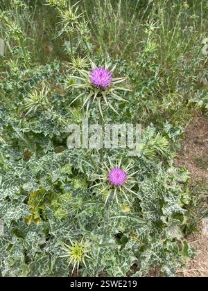 Mariendistel (Silybum marianum), Plantae, Henry W. Coe State Park, Gilroy, CA, USA, Mariendistel (Silybum marianum) wurde in der Familie der Asteraceae eingeführt, die entlang von Straßenrändern, auf Weiden und in gestörten Böden wächst. Die Blätter sind charakteristisch: Die großen, weißen Adern sind meist sehr hell und sichtbar. Die weiße Färbung ist immer auf den Venen dritter Ordnung vorhanden. Phyllare sind sternförmig, mit langen, scharfen Stacheln, die direkt unter den großen, violetten, einsamen Blumenköpfen ausstrahlen. Blütezeit: Mai-Juni. Ausgezeichneter Vergleich der Disteln mit der Zwergdicke: https://www Stockfoto