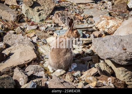 Gut gefütterter brauner Hase sitzt auf Felsen in der Wildnis. Berghase (Lepus Timidus) im natürlichen Lebensraum. Wildhase. Stockfoto