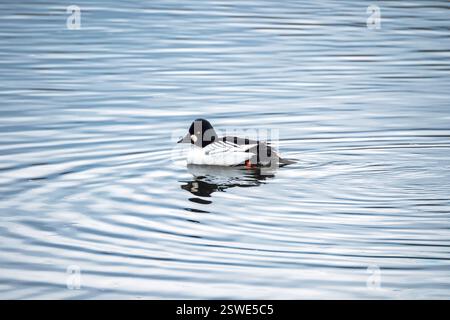 Gemeinsames Goldenaugenschwimmen im offenen Wasser. Gewöhnliches Goldeneye, Bucephala clangula, Porträt vor einem wunderschönen blauen Wassergrund Stockfoto