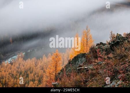 Diagonaler steiniger Steilhang und Wald in dichtem Nebel. Steinhügel mit Lärchen am Morgen in dicken niedrigen Wolken. Mountainsi Stockfoto