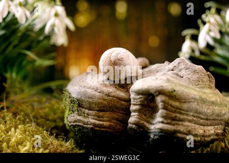 Wunderschöne Frühlingsblumen der ersten Blüte, Schneeglöckchen im Wald Stockfoto