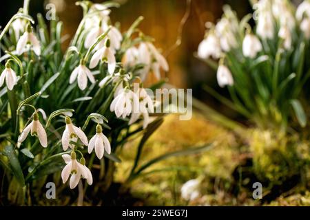 Wunderschöne Frühlingsblumen der ersten Blüte, Schneeglöckchen im Wald Stockfoto
