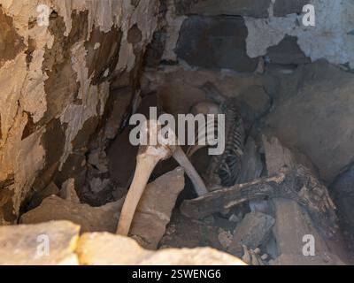 Das Skelett ist in der Krypta. Altes menschliches Skelett im antiken Grabmal bei archäologischer Ausgrabung. Stockfoto