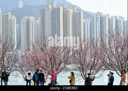 **CHINESISCHES FESTLAND, HONGKONG, MACAU UND TAIWAN OUT** Kirschblüten blühen in Hongkong, China, 20. Februar 2025. Stockfoto