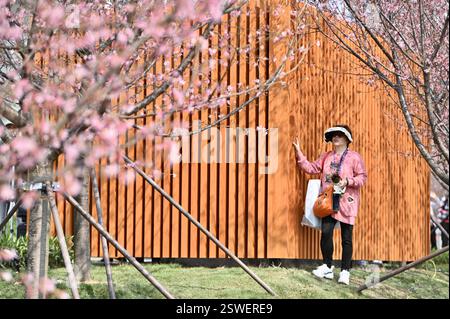 **CHINESISCHES FESTLAND, HONGKONG, MACAU UND TAIWAN OUT** Kirschblüten blühen in Hongkong, China, 20. Februar 2025. Stockfoto