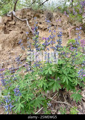 Breitblatt-Lupine (Lupinus latifolius), Plantae, Carmel, CA, USA, Lupine wächst auf einer erodierenden Klippe neben der Feuerstraße, in einem halbschattigen Madrone Mischwald Lebensraum, ungefähr 2800 Meter hoch. Laubblättrige Lupine (Lupinus latifolius latifolius) aus der Familie der Leguminosen (Fabaceae), die 3-15 dm (bis zu 59 Zoll) hoch in feuchten Böden in offenen Wäldern oder Pinseln wächst. Er hat große, breite Blätter und einen offenen Blütenstand, in dem die Blüten entlang des Stängels gut verteilt sind. Blätter haben 5–11 breite, 4–10 cm lange Blattblätter. Kiel ist nur am oberen Rand behaart. Stockfoto