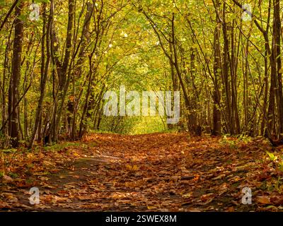 Wanderweg im herbstlichen Nebelwald mit hohen Bäumen. Geheimnisvoller Weg. Bogen durch herbstlichen Wald mit gelben Blättern Stockfoto
