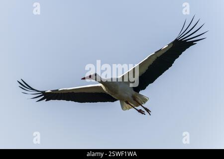 Störche, die mit weit geöffneten Flügeln im blauen Himmel durch die Luft schweben, Weißstorch (Ciconia ciconia), Wildtiere, Deutschland, Europa Stockfoto