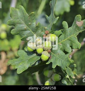 Eicheln und Blätter von sessiler Eiche (Quercus sessiliflora), Wilnsdorf, Nordrhein-Westfalen, Deutschland, Europa Stockfoto