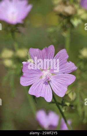 Malve, Moschusmalve (Malva moschata), Blume auf einer Wiese, Heilpflanze, Aromapflanze, medizinische Verwendung, Wilnsdorf, Nordrhein-Westfalen, Deutschland, Stockfoto