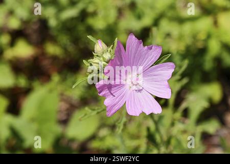 Malve, Moschusmalve (Malva moschata), Blume auf einer Wiese, Heilpflanze, Aromapflanze, medizinische Verwendung, Wilnsdorf, Nordrhein-Westfalen, Deutschland, Stockfoto