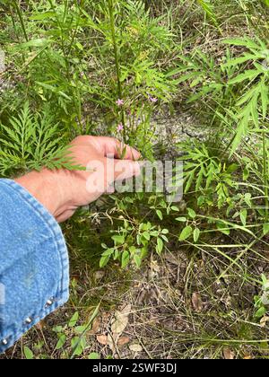 Slender Centaury (Centaurium tenuiflorum), Plantae, Temple, TX, USA Stockfoto