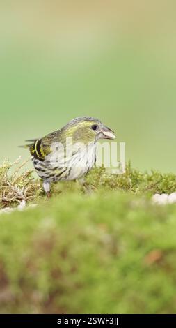 Siskin (Carduelis spinus), Weibchen sitzend auf Moos, Moosboden, Wilnsdorf, Nordrhein-Westfalen, Deutschland, Europa Stockfoto