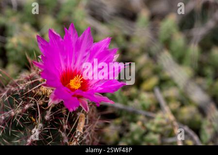 Leuchtend rosa Kaktusblume blüht unter stacheligen Dornen in Wüstenlandschaft Stockfoto