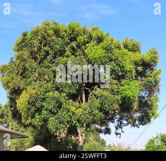 Indische Mango (Mangifera indica), Plantae, Vía Antón - El Valle, Cocle, PA, Indische Mango (Mangifera indica), auch bekannt als Mango, ist eine Art blühender Pflanze aus der Familie der Anacardiaceae. Es handelt sich um einen großen Fruchtbaum, der bis zu 30 m (100 Fuß) hoch wird. Es ist ein großer, immergrüner, eingeführter/naturalisierter Baum, der für seine grünen und Reifen Früchte geschätzt wird. Die Blätter sind einfach, glänzend und dunkelgrün. Es hat rot-gelbe Blüten. Die Frucht ist eiförmig, normalerweise 8 bis 12 cm (3-5 Zoll) lang. Mangobrüchte sind grün, wenn sie unreif sind. Das Innere ist hell, orange und weich mit einer großen, flachen Grube in t Stockfoto
