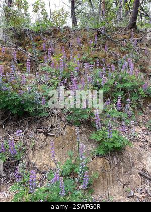 Breitblatt-Lupine (Lupinus latifolius), Plantae, Carmel, CA, USA, Lupine wächst auf einer erodierenden Klippe neben der Feuerstraße, in einem halbschattigen Madrone Mischwald Lebensraum, ungefähr 2800 Meter hoch. Laubblättrige Lupine (Lupinus latifolius latifolius) aus der Familie der Leguminosen (Fabaceae), die 3-15 dm (bis zu 59 Zoll) hoch in feuchten Böden in offenen Wäldern oder Pinseln wächst. Er hat große, breite Blätter und einen offenen Blütenstand, in dem die Blüten entlang des Stängels gut verteilt sind. Blätter haben 5–11 breite, 4–10 cm lange Blattblätter. Kiel ist nur am oberen Rand behaart. Stockfoto