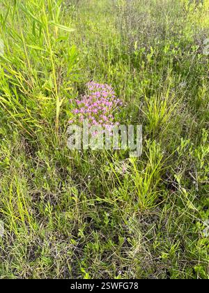 Slender Centaury (Centaurium tenuiflorum), Plantae, Belton Lake, Killeen, TX, US Stockfoto
